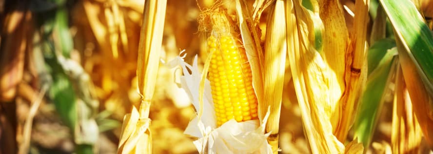 Bioverpackungen aus PLA und CPLA