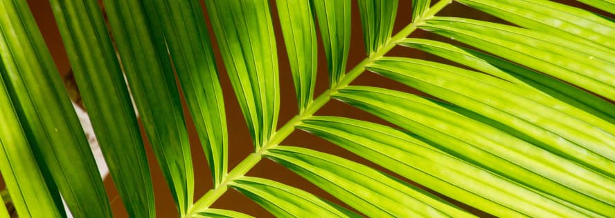 Umweltfreundliche BIO-Verpackungen aus Palmblatt